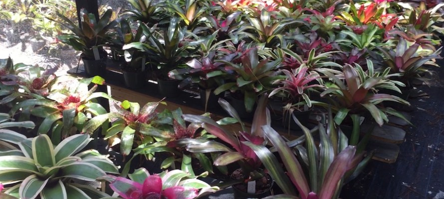 Bromeliad Care: Humidity