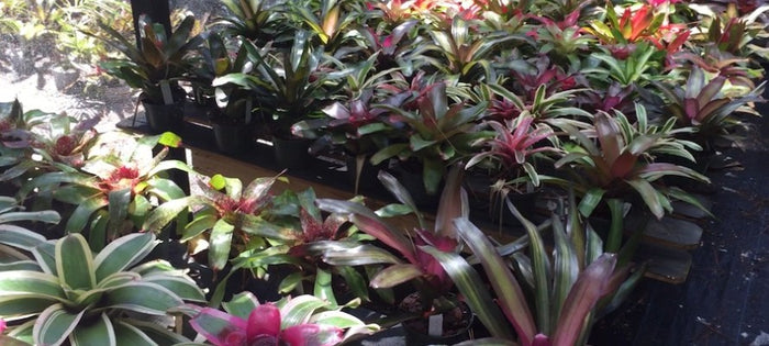Bromeliad Care: Humidity