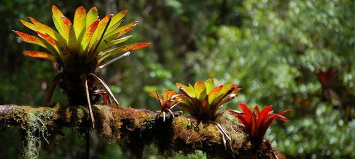 Bromeliad Care: Air Movement