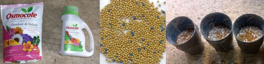 Bromeliad Care: Fertilizer