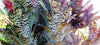 Bromeliad Care Spotlight: Aechmea