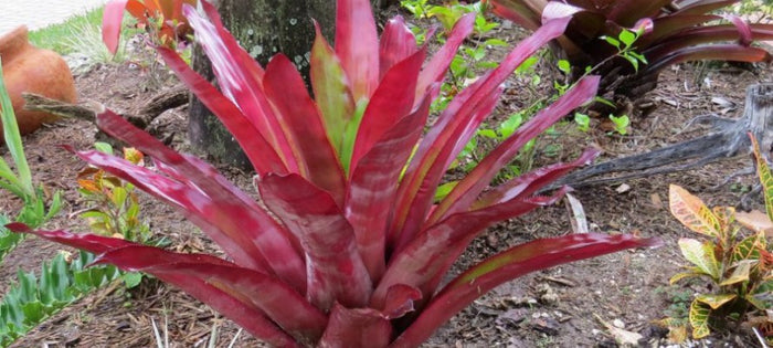 Bromeliad Care Spotlight: Full Sun Bromeliads