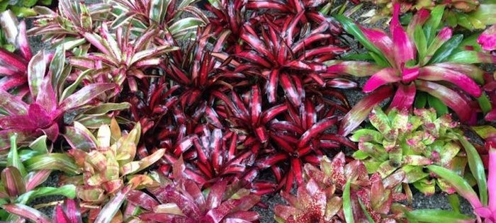 Bromeliad Care Spotlight: Neoregelia