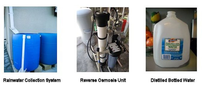 Bromeliad Care: Watering