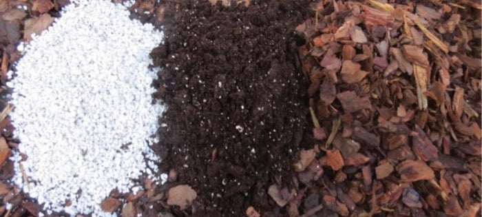 How To Choose the Right Potting Mix for Your Bromeliads