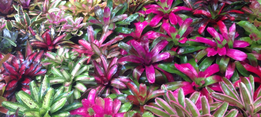 Getting Your Bromeliads Ready for Spring