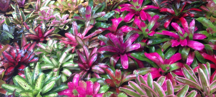 Getting Your Bromeliads Ready for Spring