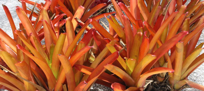 How to Acclimate Your Bromeliad to Full Sun