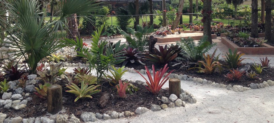 How To Get Rid of Mosquitoes in Bromeliads