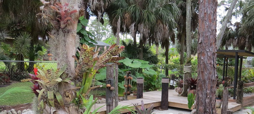 Mounting Bromeliads to Trees and Wood