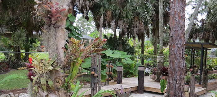 Mounting Bromeliads to Trees and Wood