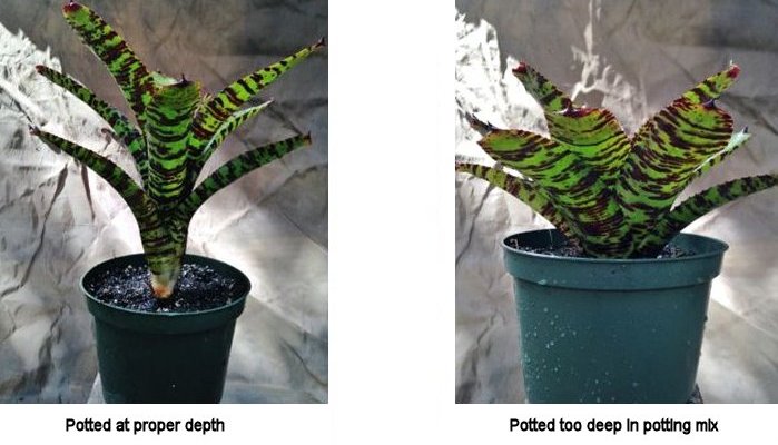 Bromeliad Care: Potting