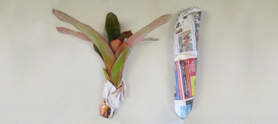 How To Prepare Bromeliads to Ship