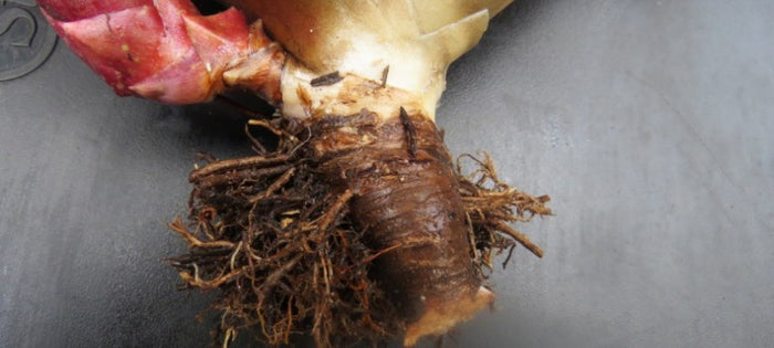 Why Root Pruning is Important When Repotting Bromeliads