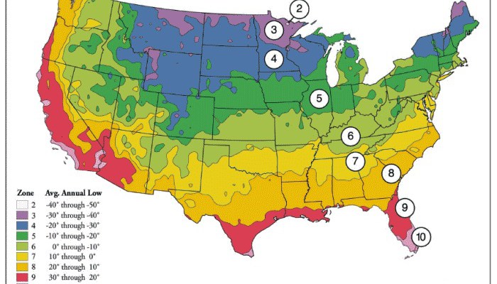 Bromeliad Care: Temperature