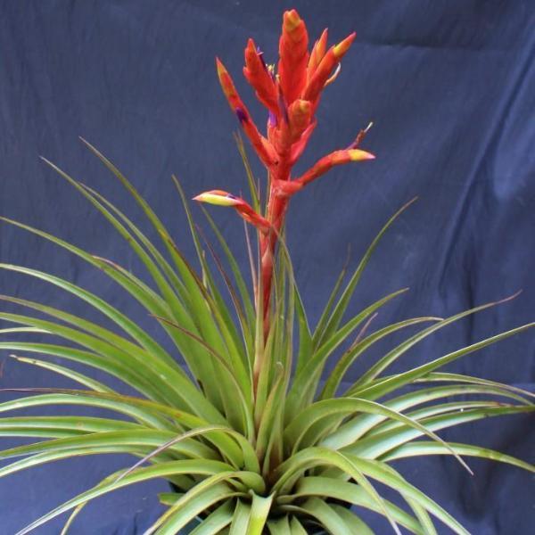 Tillandsia
