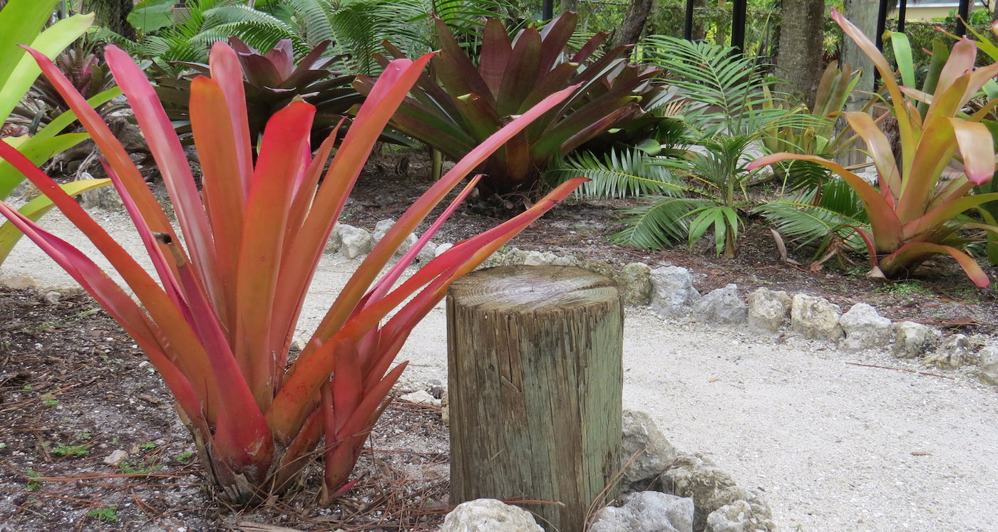 Bromeliad Care
