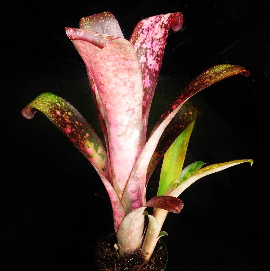Billbergia 'Pink Champagne'