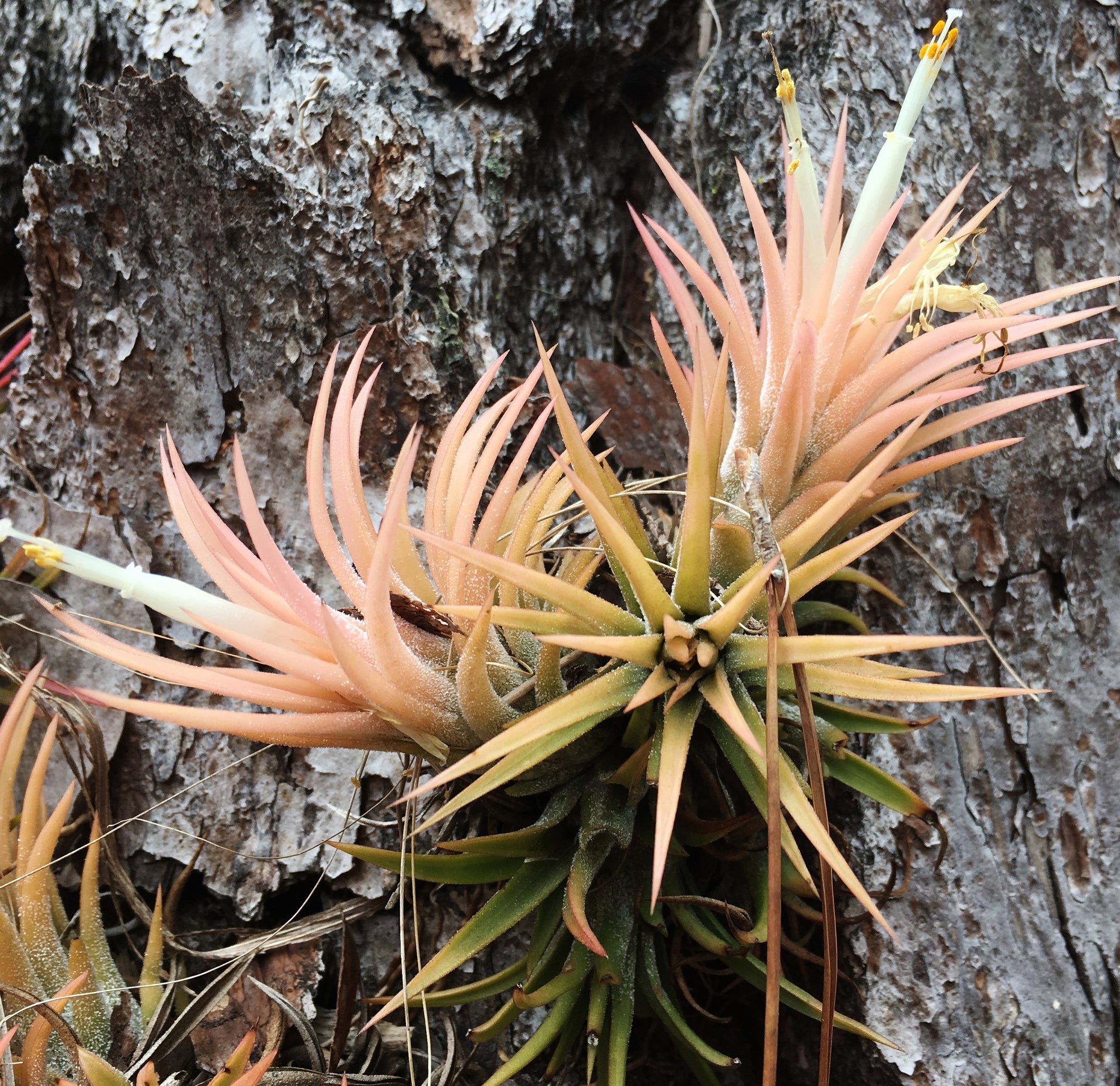 druid air plant Tillandsia ionantha 'Druid'
