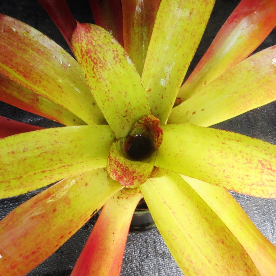 Neoregelia 'Barbarian Gold'