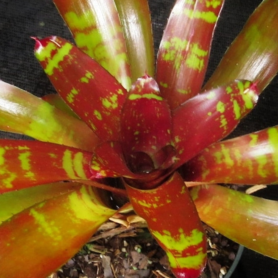 Billbergia Pink 'Champagne' - Bromeliad Paradise