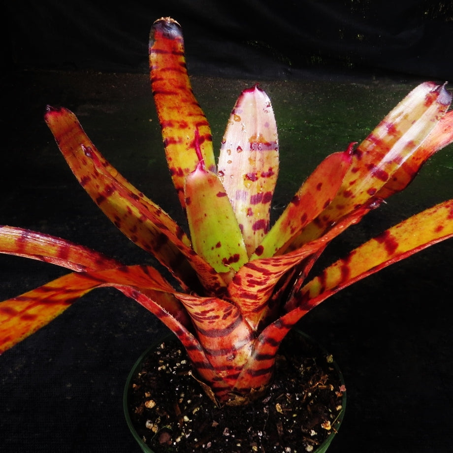 Neoregelia Mystery 1 Bromeliad Pup | Live Tropical Indoor/Outdoor Plant | Medium Size