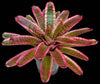 Neoregelia 'Fruit Stripe'