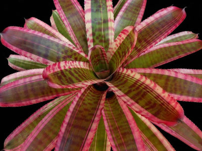 Neoregelia 'Fruit Stripe'