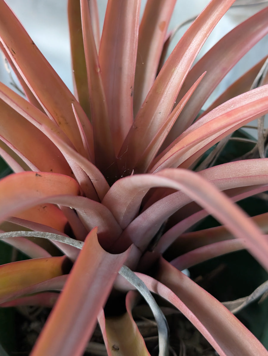 Tillandsia Hermosa