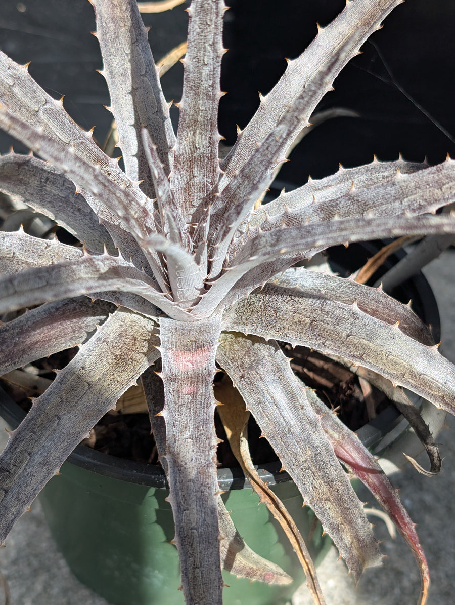 Dyckia Pale Ryder