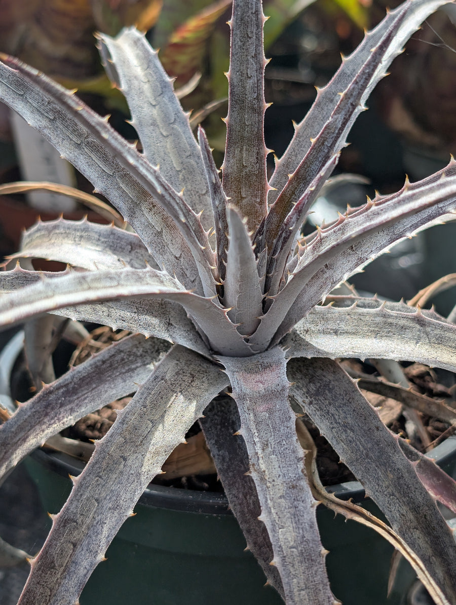 Dyckia Pale Ryder