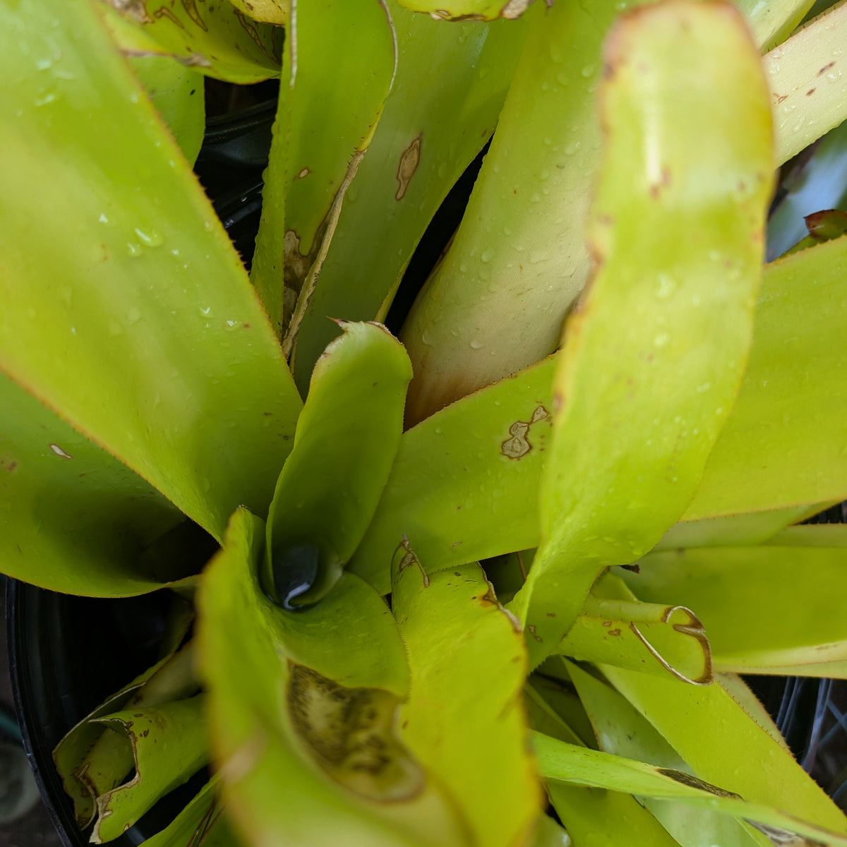 Blanchetiana Seconds