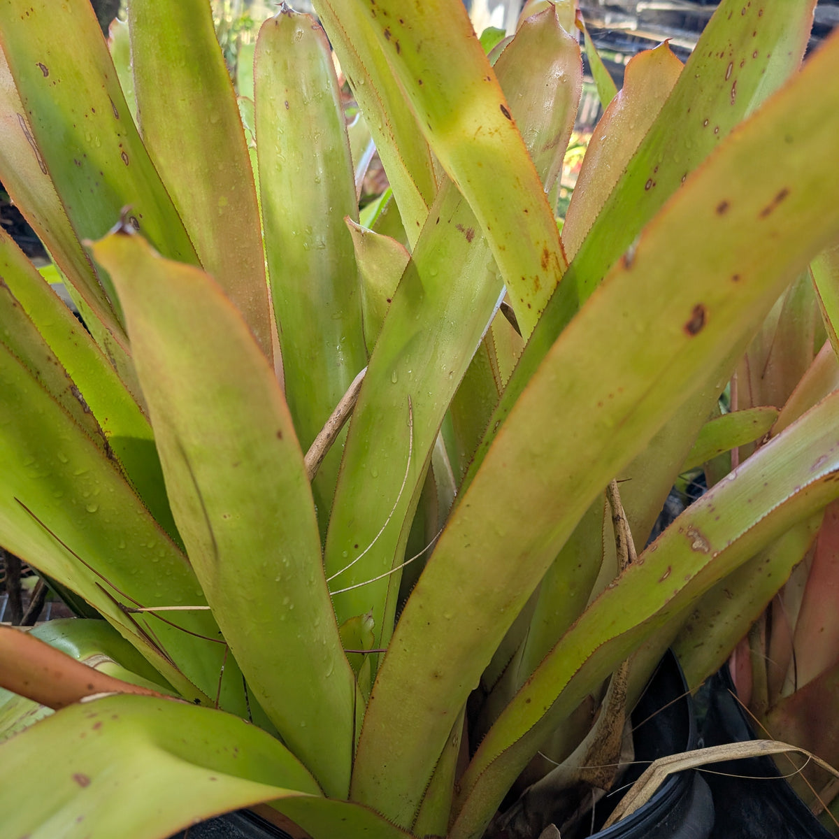 Blanchetiana Seconds