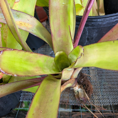 Blanchetiana Seconds