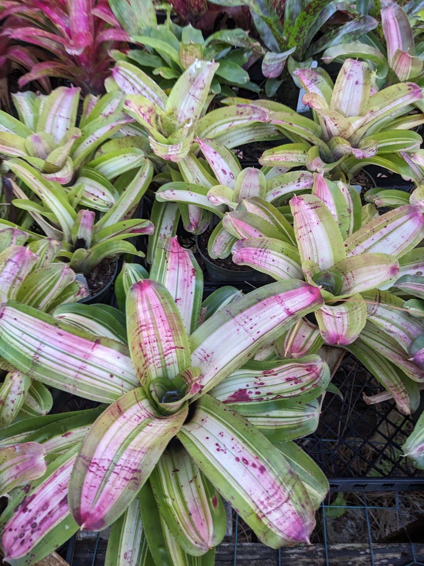 Neoregelia 'Morado' Reverse