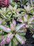 Neoregelia 'Morado' Reverse