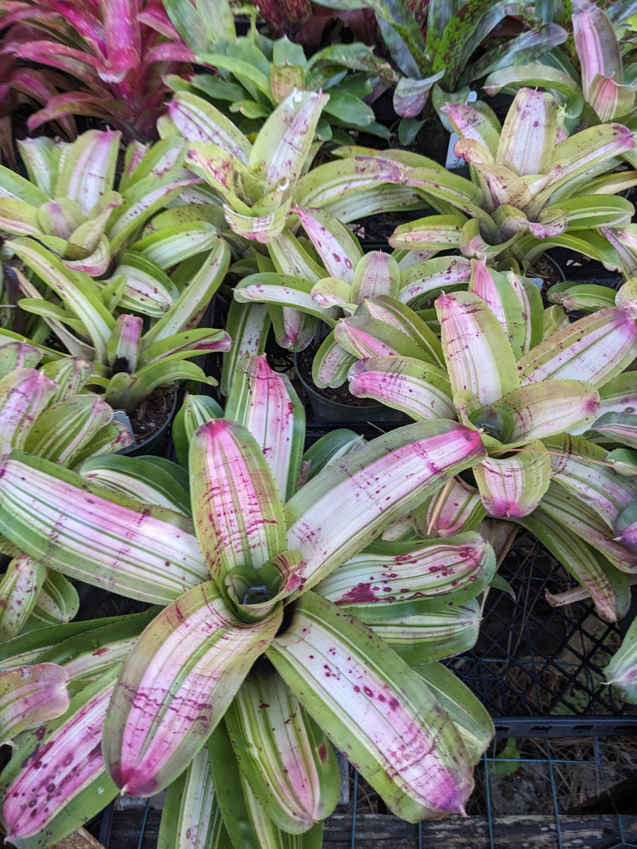 Neoregelia 'Morado' Reverse