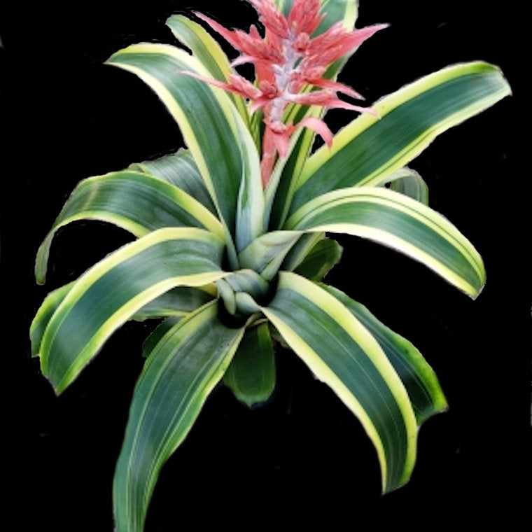 Aechmea 'Felice'
