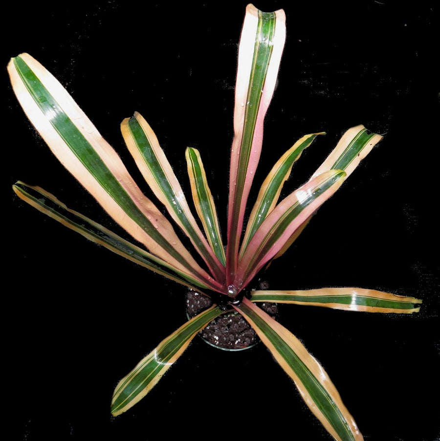 Aechmea 'Fosters Favorite Favorite' | Bromeliad Paradise