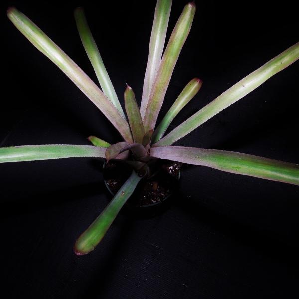 Aechmea chrysocoma | Bromeliad Paradise