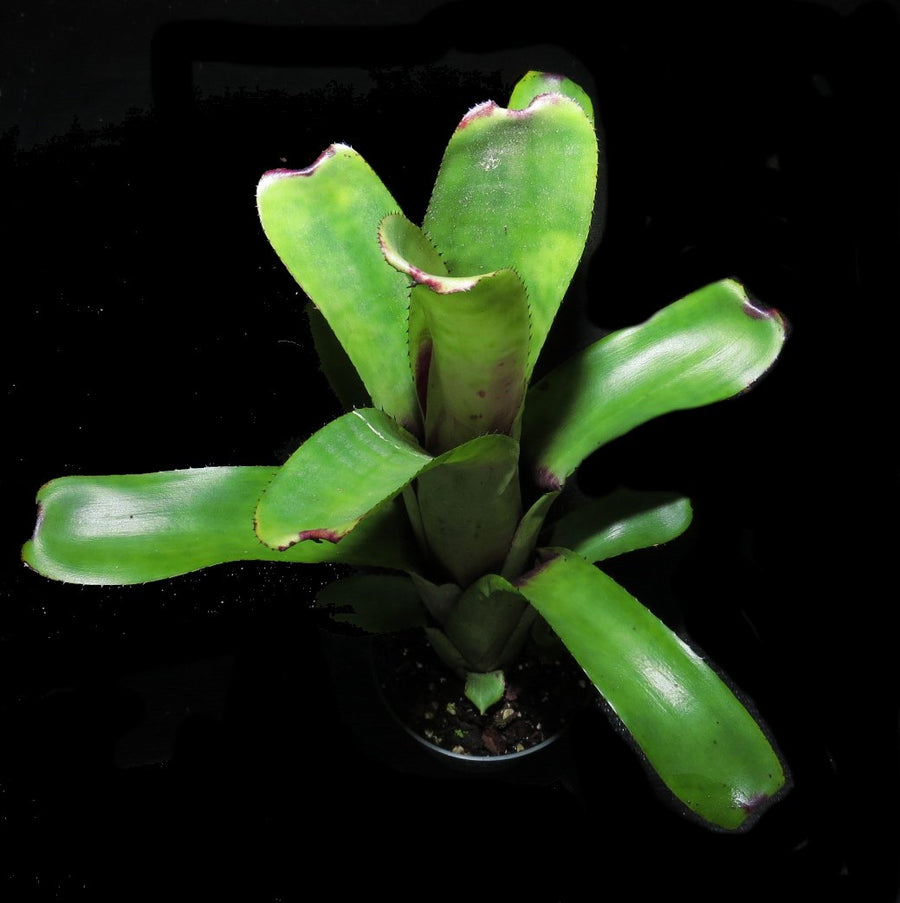 Aechmea nudicaulis | Bromeliad Paradise