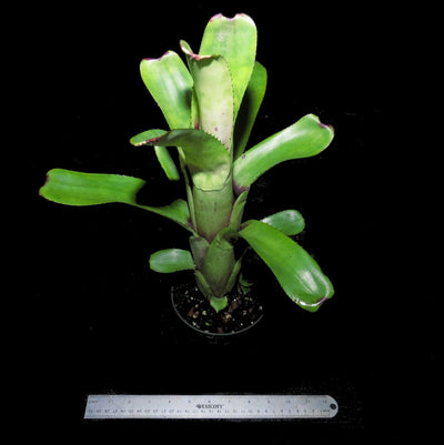 Aechmea nudicaulis | Bromeliad Paradise