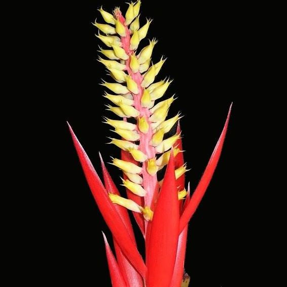 Aechmea nudicaulis | Bromeliad Paradise