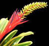 Aechmea nudicaulis 'Flavomarginata' | Bromeliad Paradise