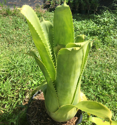 Aechmea bracteata