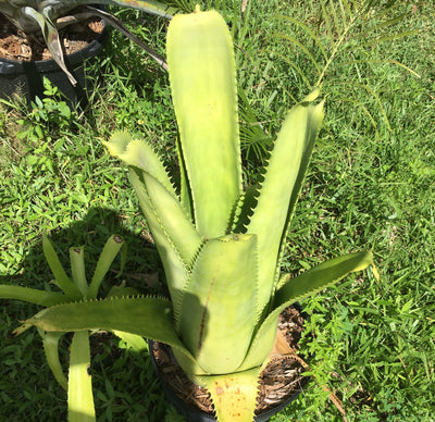 Aechmea bracteata