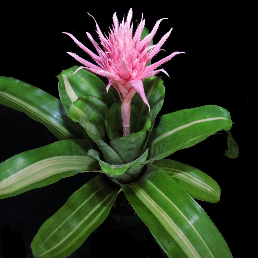 Aechmea fasciata 'Variegated'
