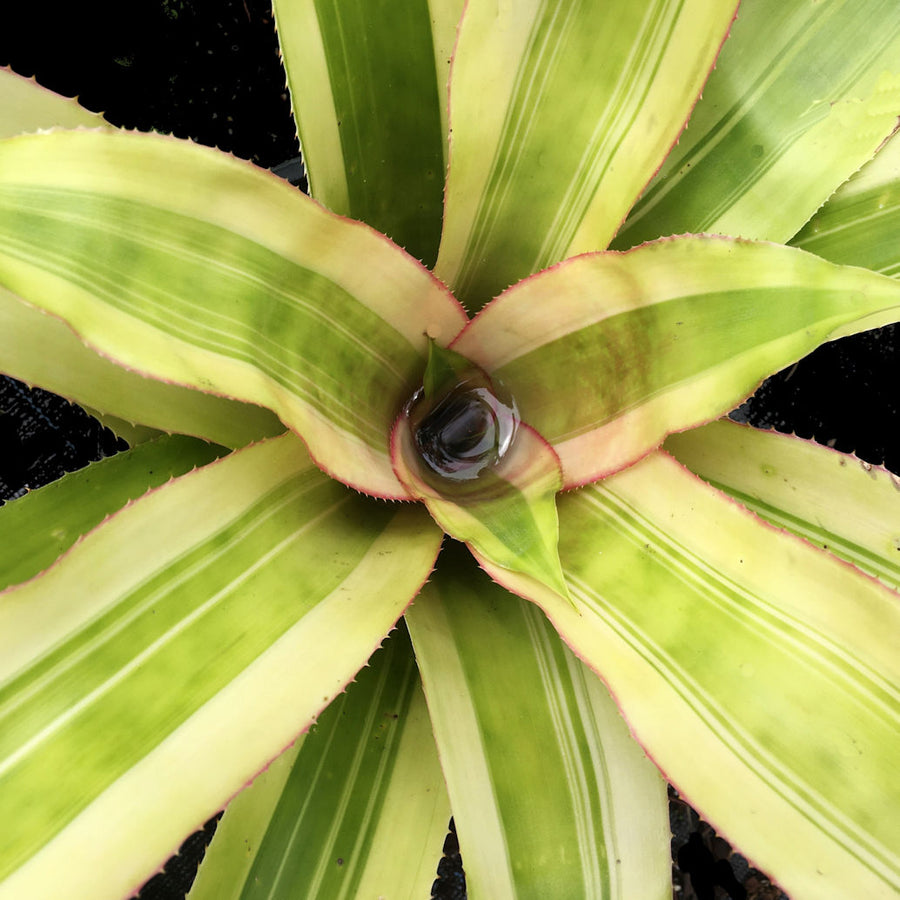 Aechmea mexicana 'Albo Marginata'