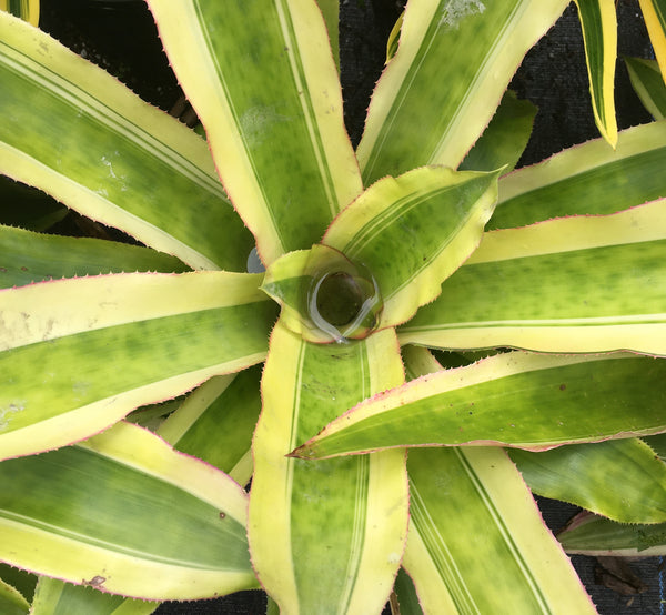 Aechmeamexicana_AlboMarginata_