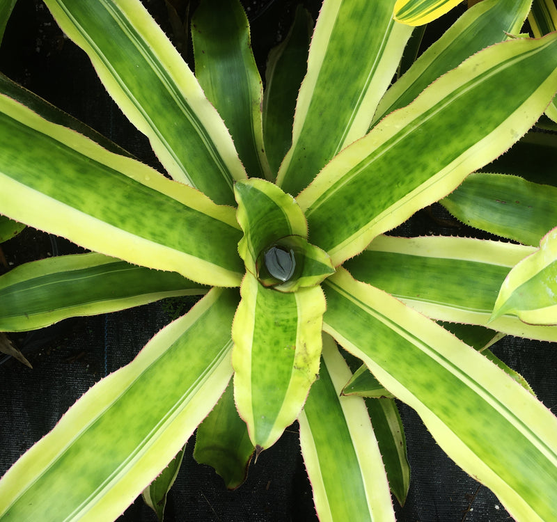 Aechmea mexicana 'Albo Marginata' - Bromeliad Paradise